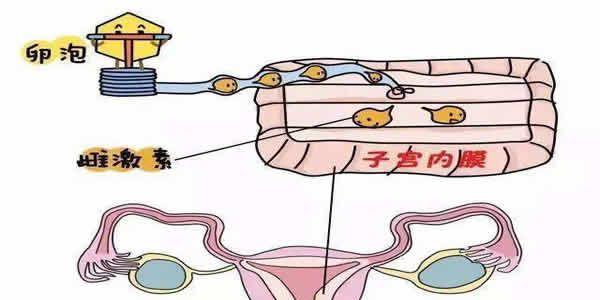 女性子宫内膜薄可以试管婴儿吗