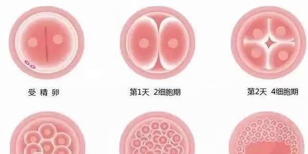 试管婴儿胚胎质量不好养囊会不会成功-专家解答：概率很低！