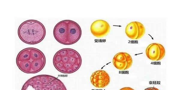 试管婴儿胚胎质量不好养囊会不会成功-专家解答：概率很低！