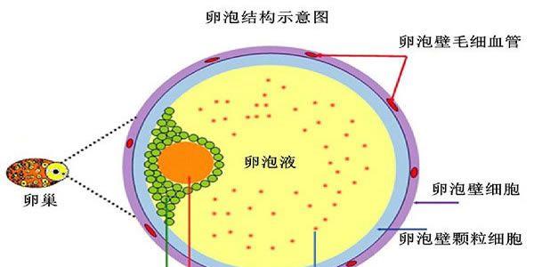 只有3个卵泡可以做试管婴儿吗，成功率高吗