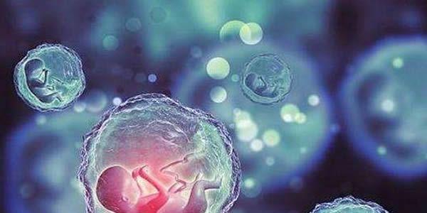 试管婴儿囊胚培养移植的4个优势和2个风险-试管移植须知