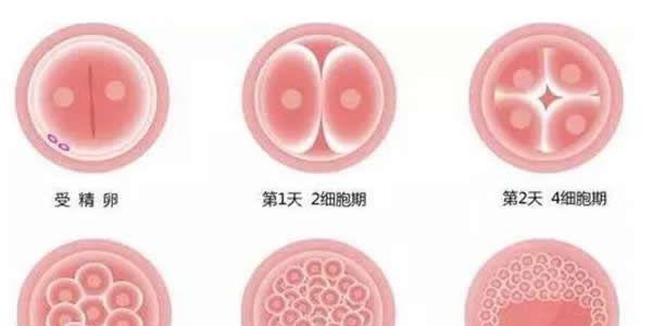 试管婴儿移植第3天胚胎和第5天囊胚哪个好-7种情况分析