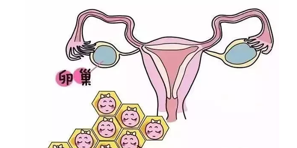 卵子成熟度