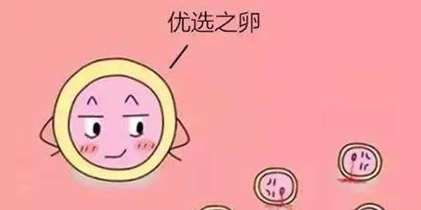超高龄准备试管如何才能提高卵子质量-四步得到优质卵子