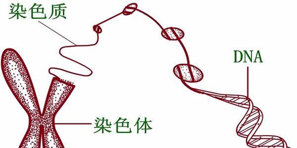 高龄女性做试管婴儿容易造成畸形