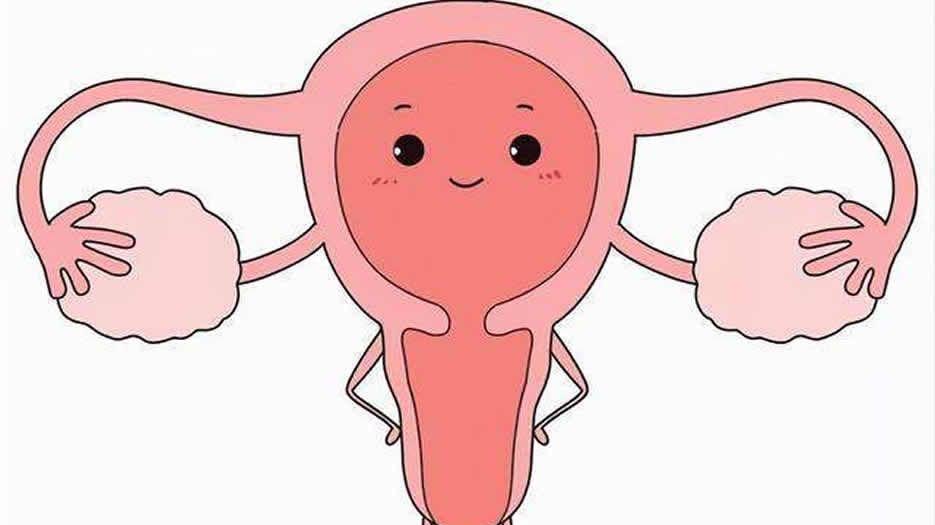 子宫图片2.jpg