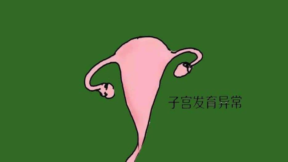 子宫发育.jpg