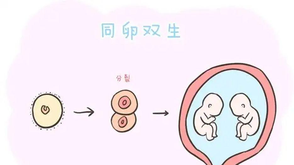 同卵双胞胎.jpg