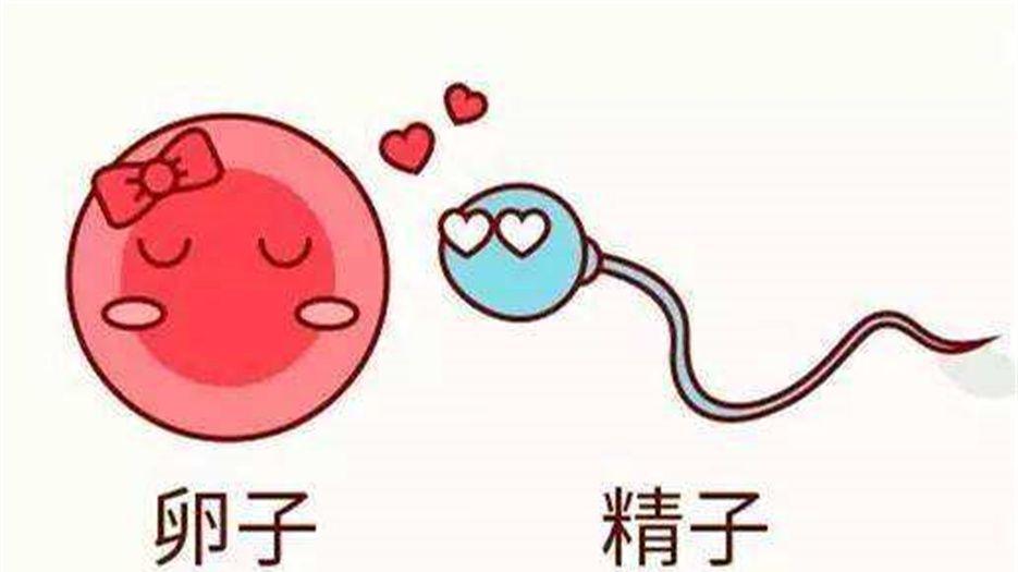 、一般促排几次能成功怀孕.jpeg