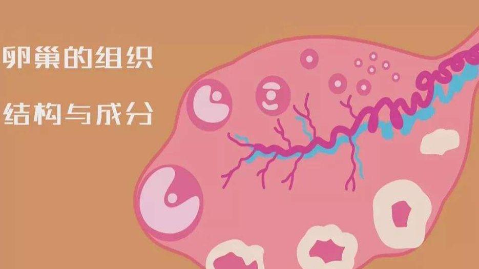 卵巢组成.jpg