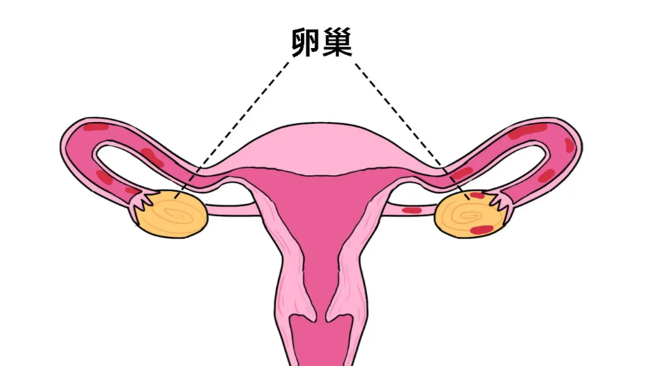 子宫 (3).png