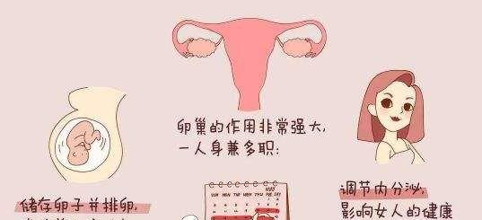 卵巢功能下降怎么调理改善.jpeg