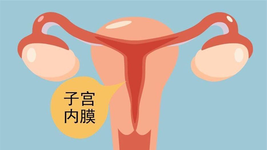子宫内膜.jpg