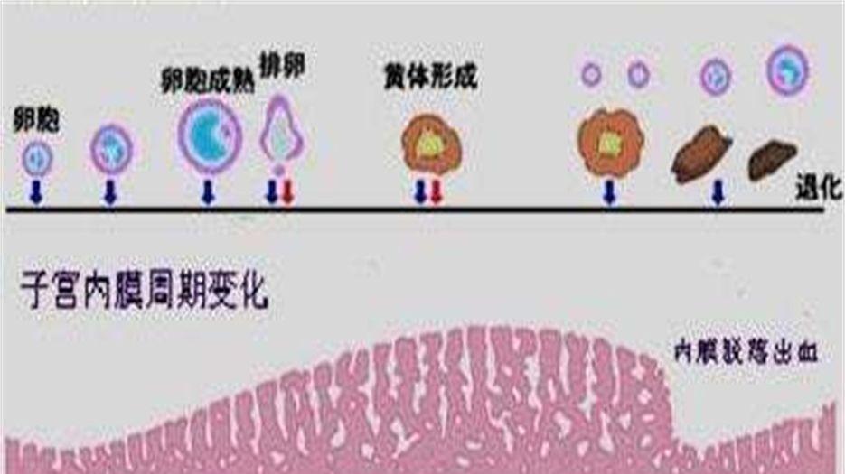 子宫内膜 (2).jpg