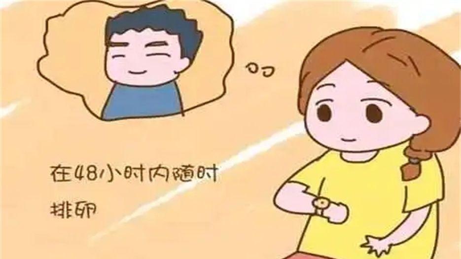 48小时内排卵.jpg