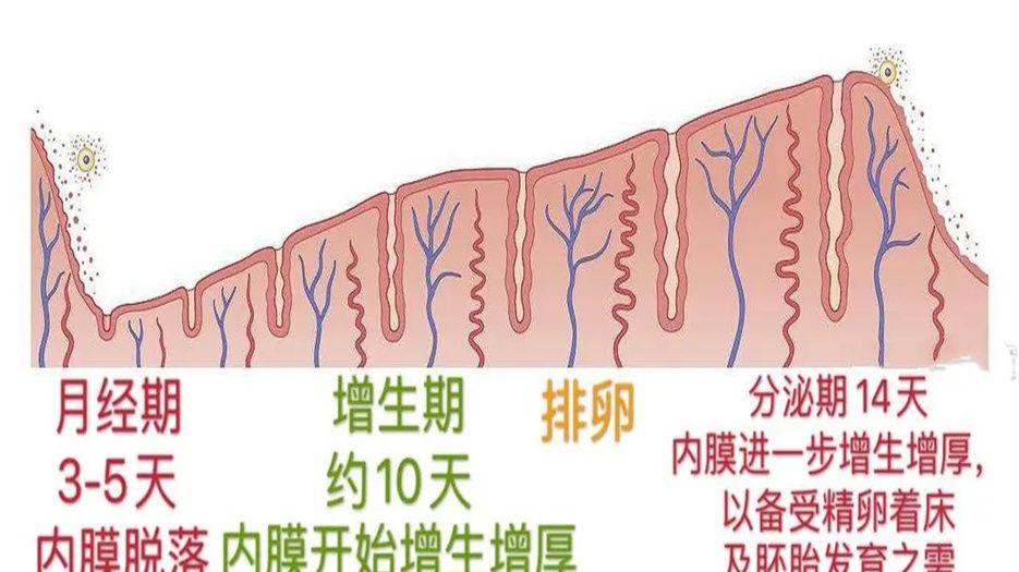 内膜厚度多少算正常 (1).jpg