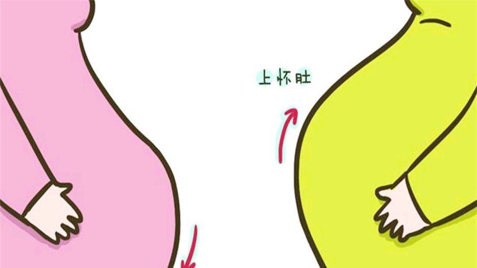 上怀和下怀的肚型图 (1)_副本.jpg