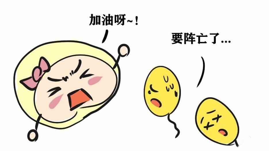 精子和卵子的质量