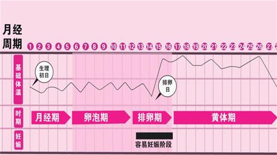 排卵期.jpg