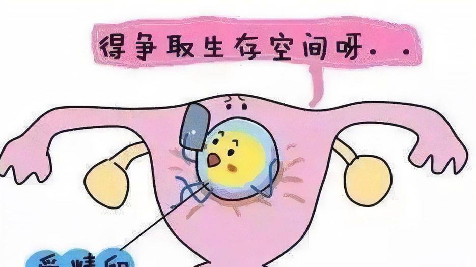 子宫内膜环境