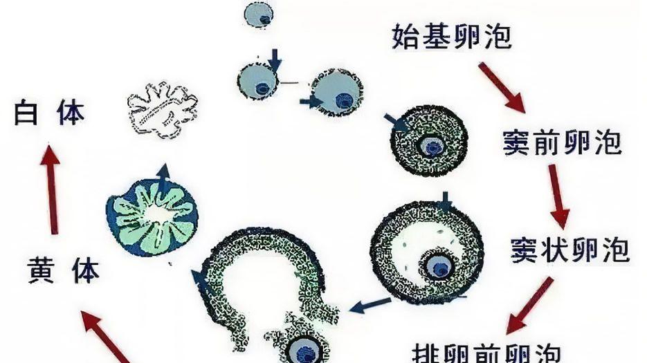 实时监测卵泡