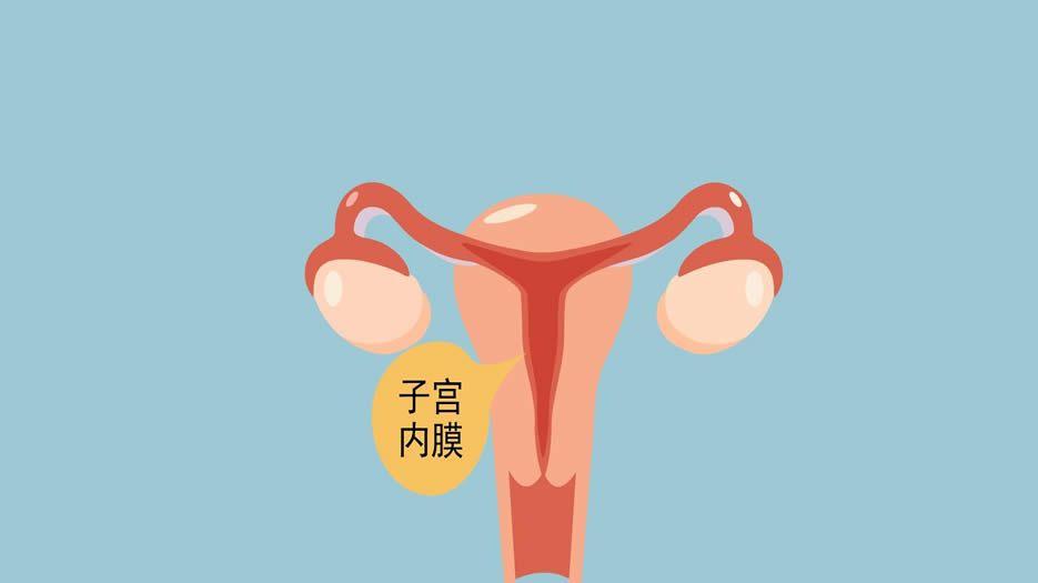 子宫内膜环境