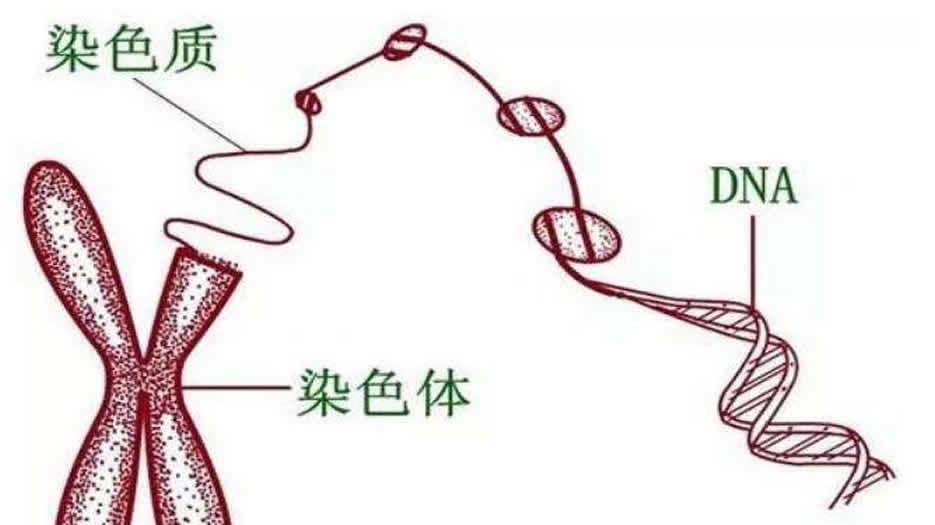 染色体异常