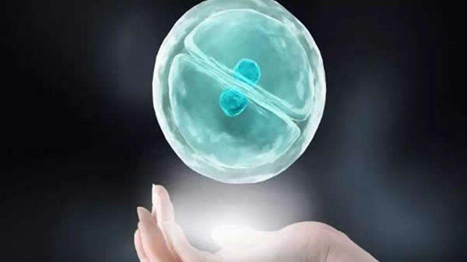 囊胚的小知识