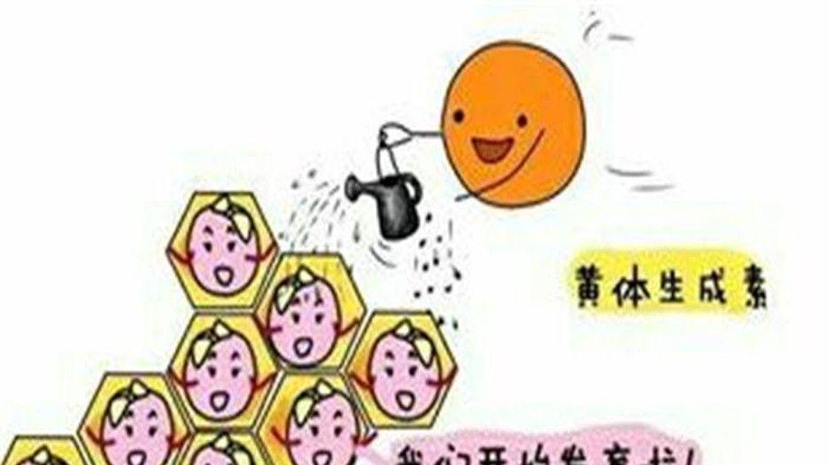黄体生成激素