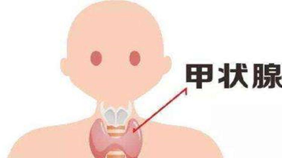 甲状腺功能
