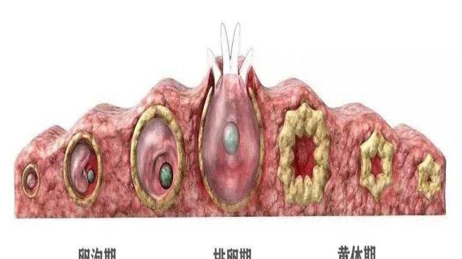 黄体期