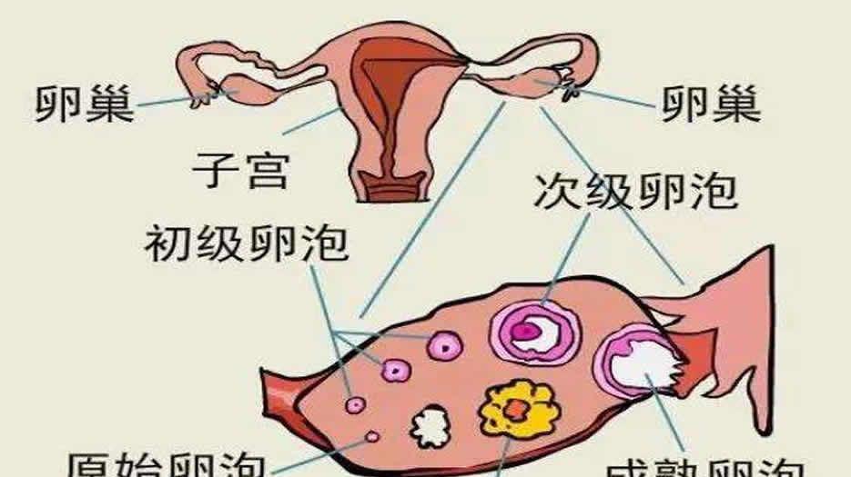 <a style='border-bottom:1px dashed #F00;color:#3a7fde;cursor:pointer;' href='https://www.yi-yun-tong.com/article-4709.html'>黄体囊肿</a>.jpg