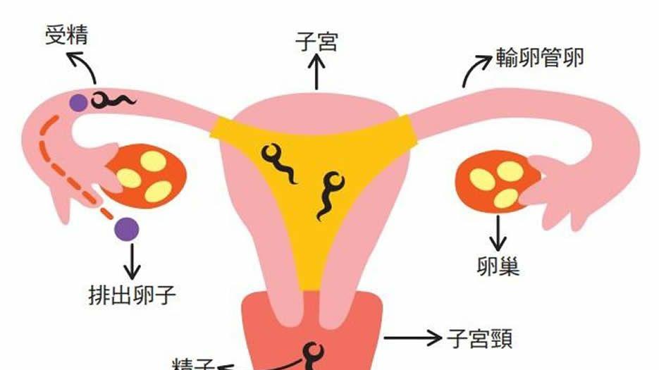 输卵管