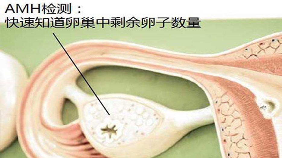 AMH值检测