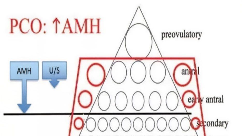 AMH值