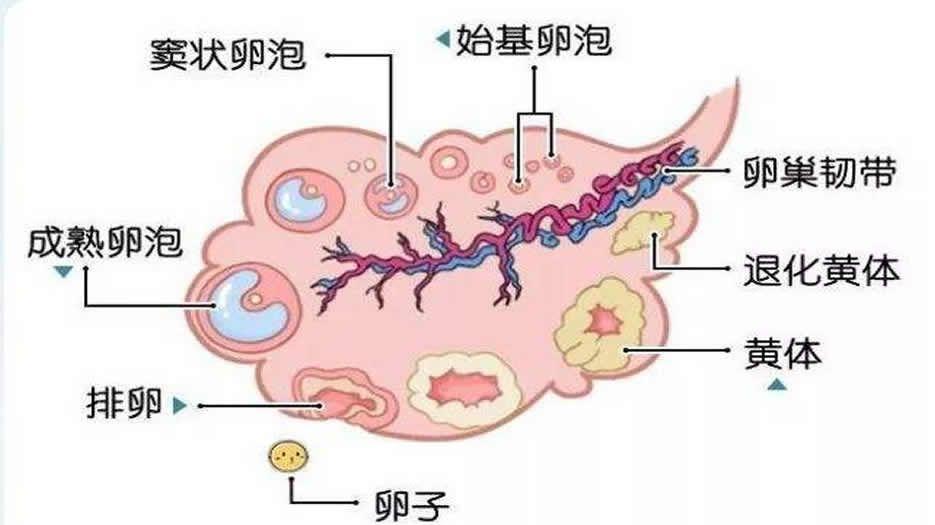 卵泡发育过程