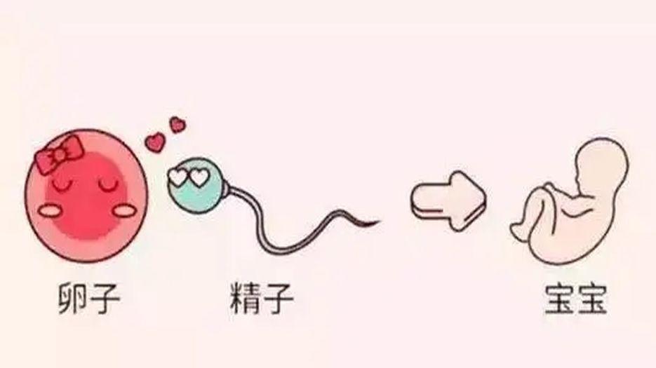 精卵质量
