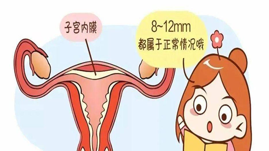 子宫内膜受容性
