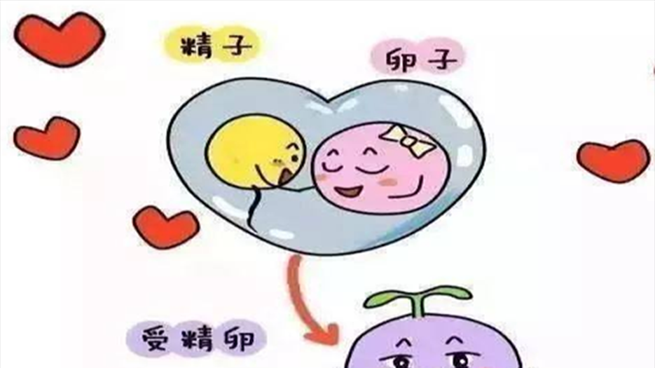 基础卵泡