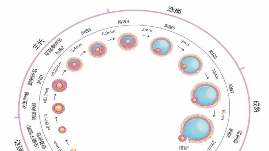 6个基础卵泡