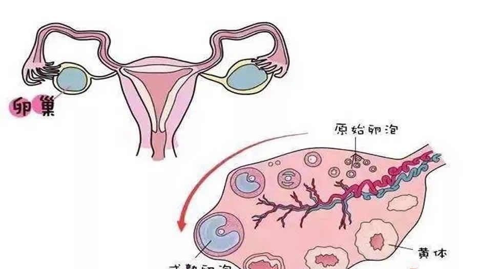 怎样才能提高卵子质量