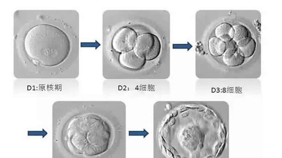 胚胎培养技术至关重要