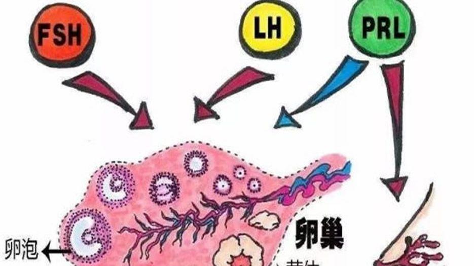 孕期FSH值标准值