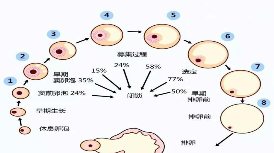 正常卵泡的发育必须经过三个过程：募集、选择和优化
