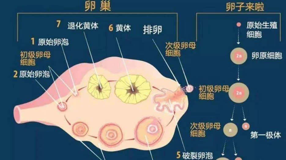30岁卵巢早衰做试管婴儿成功率高吗