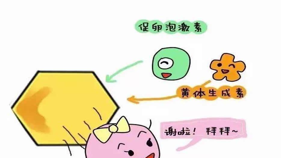FSH高的原因