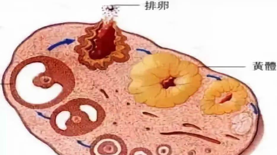 src=http___res.yun.cnhubei.com_a_10001_201902_8f47a85d3c7dac79ed8b98e8db243b3c.jpeg&refer=http___res.yun.cnhubei.jpg