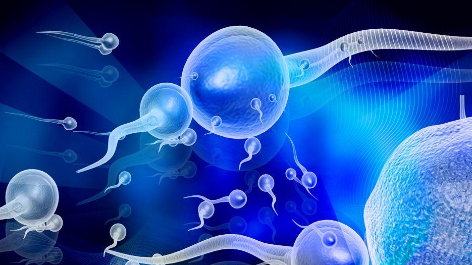 精子畸形率98可以试管吗？专家解读试管精子畸形率高怎么办 (9).jpg