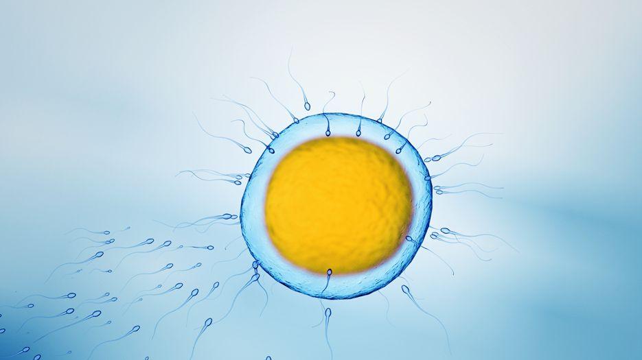 精子畸形率98可以试管吗？专家解读试管精子畸形率高怎么办 (16).jpg