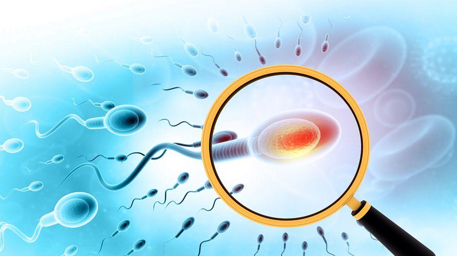 精子畸形率98可以试管吗？专家解读试管精子畸形率高怎么办 (15).jpg